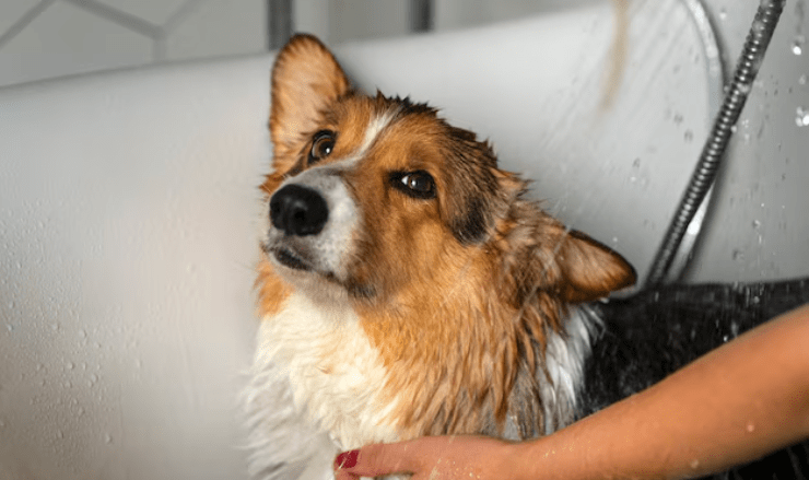 Regular Bathing of your Dog